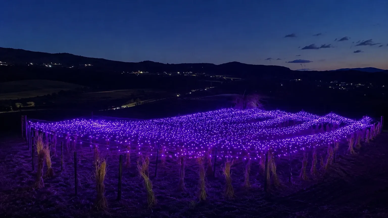 紫色の光で彩られた広大なイルミネーション風景